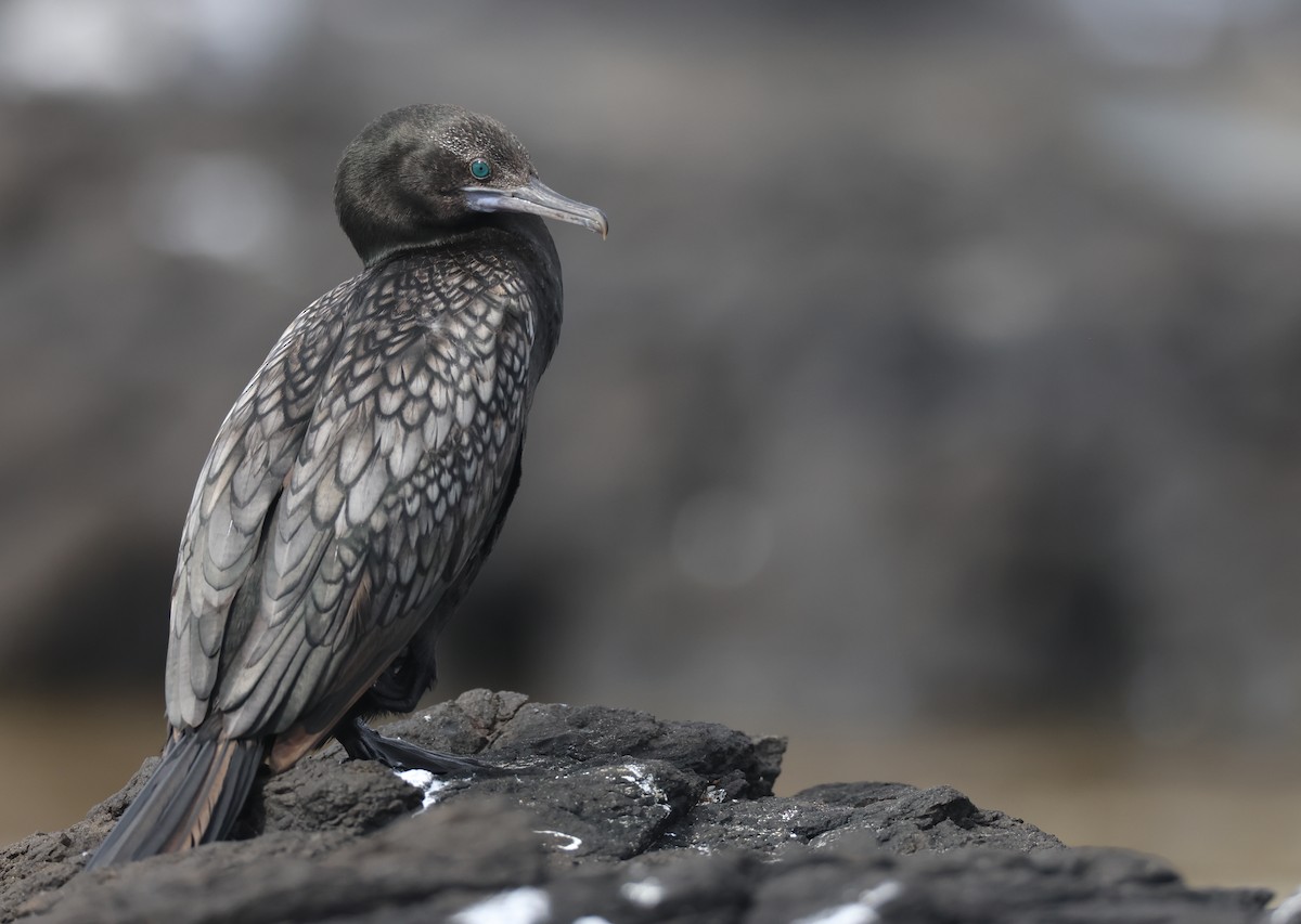 Little Black Cormorant - ML614971319