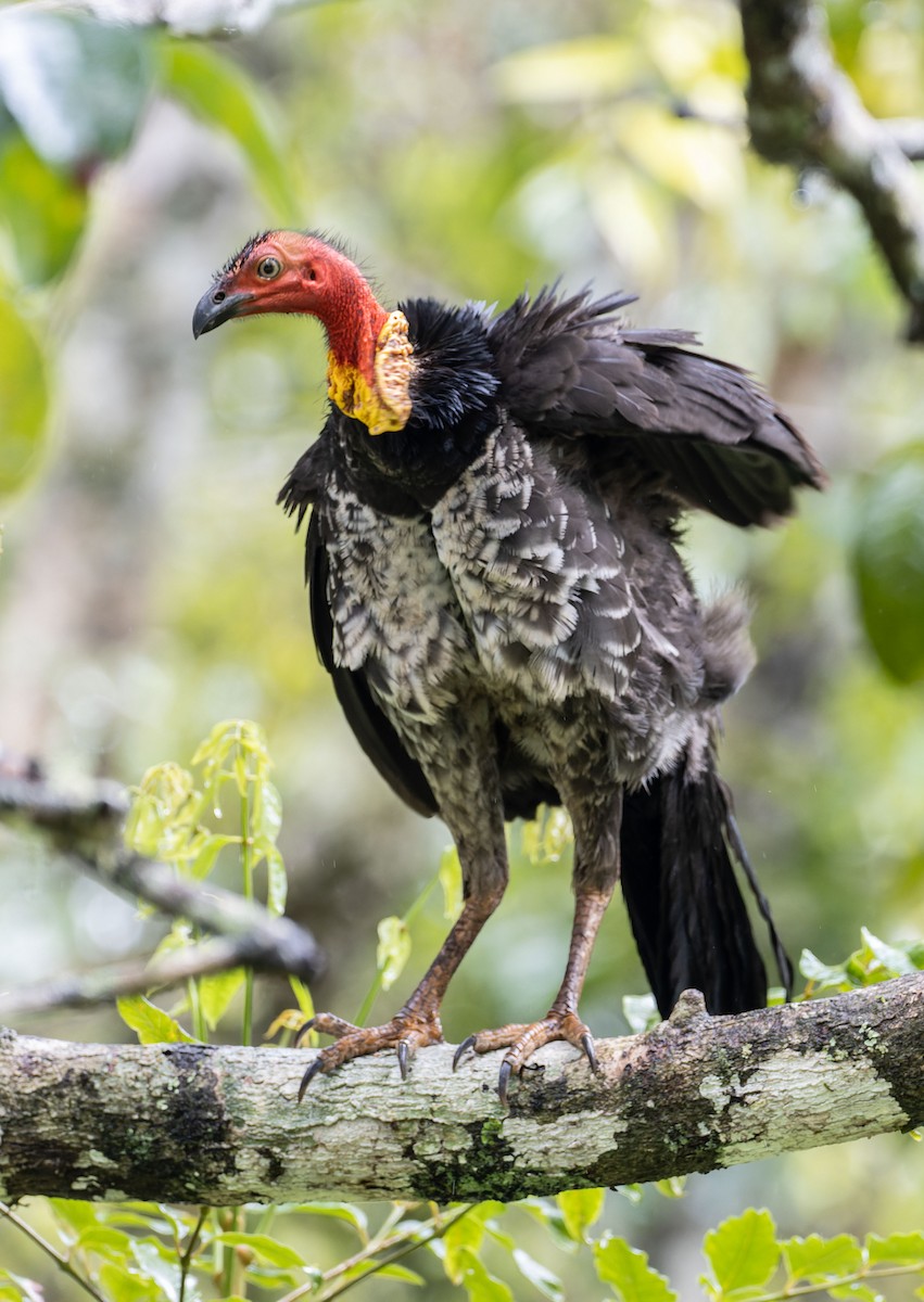 Australian Brushturkey - Martin Potter