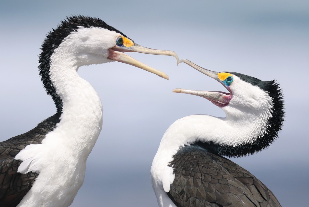 Pied Cormorant - Andy Gee