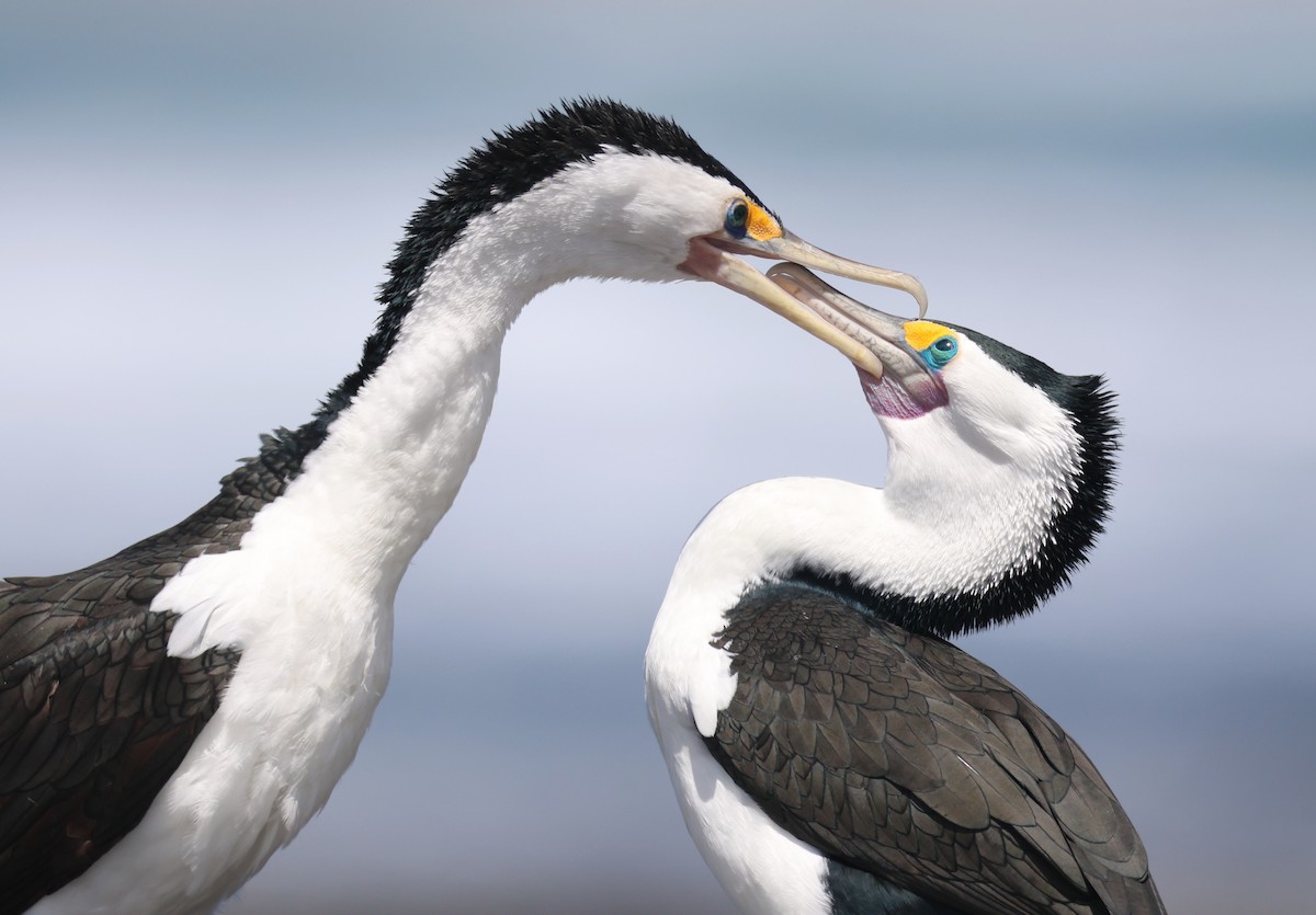 Pied Cormorant - Andy Gee