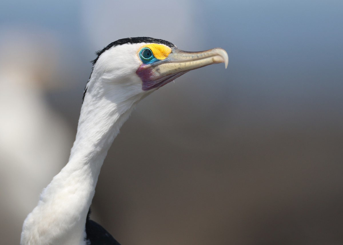 Pied Cormorant - Andy Gee
