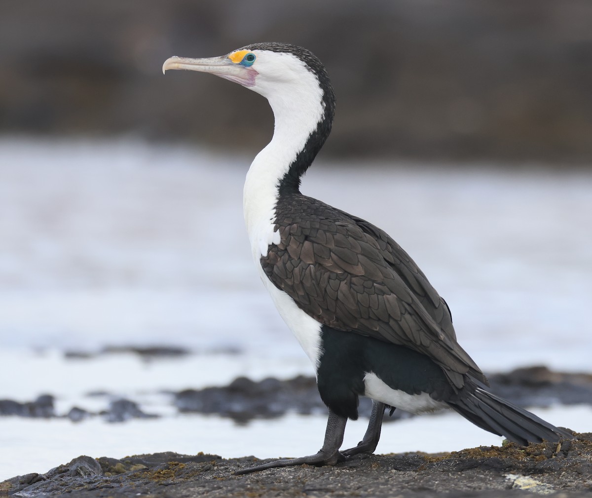 Pied Cormorant - Andy Gee