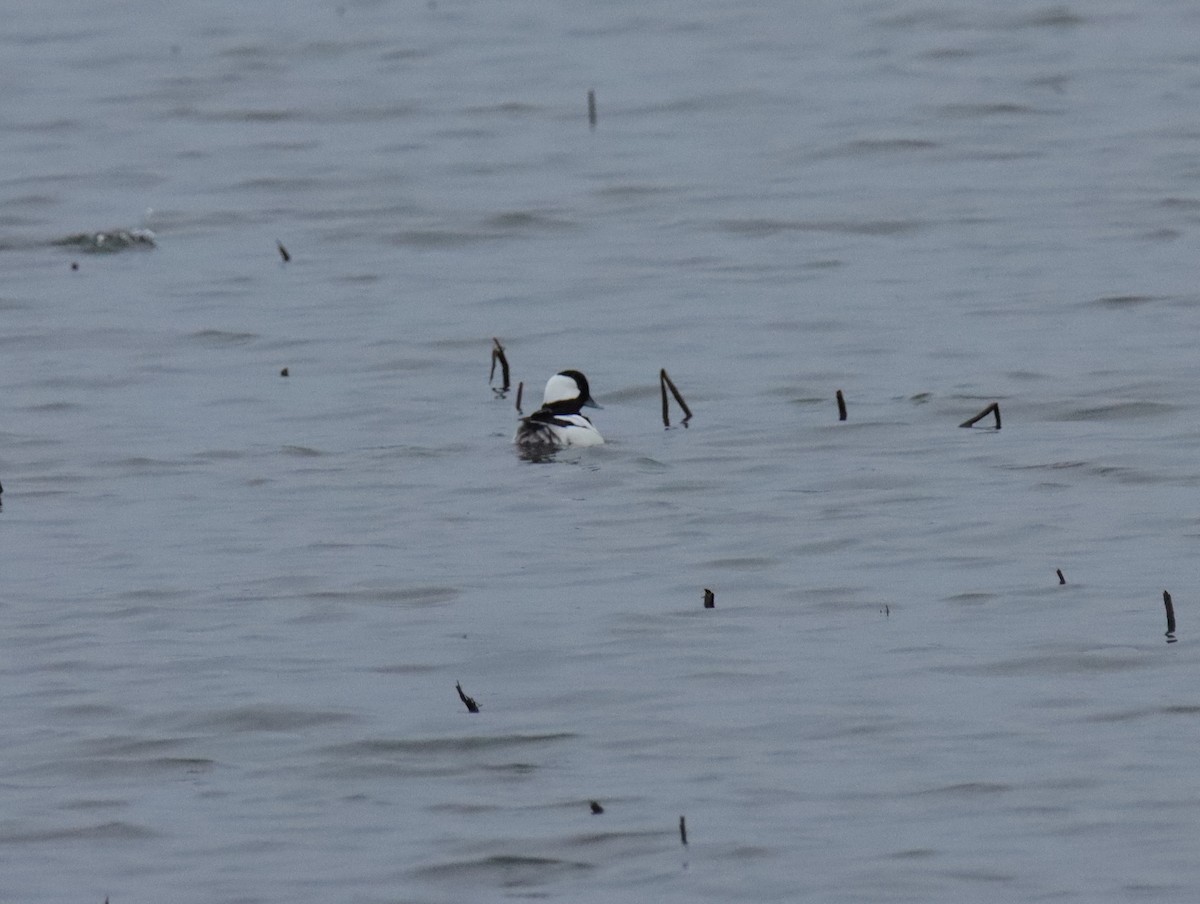 Bufflehead - Jamie Martin