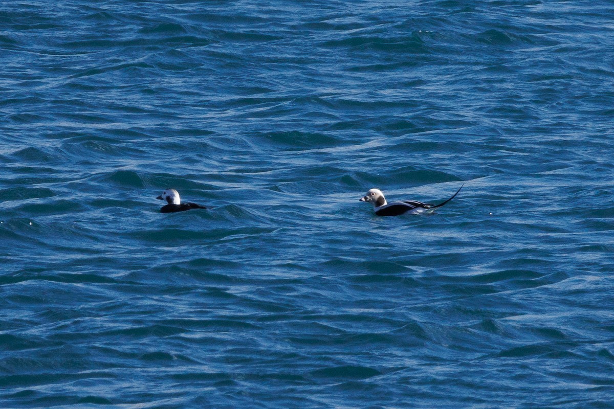 Long-tailed Duck - ML614971372