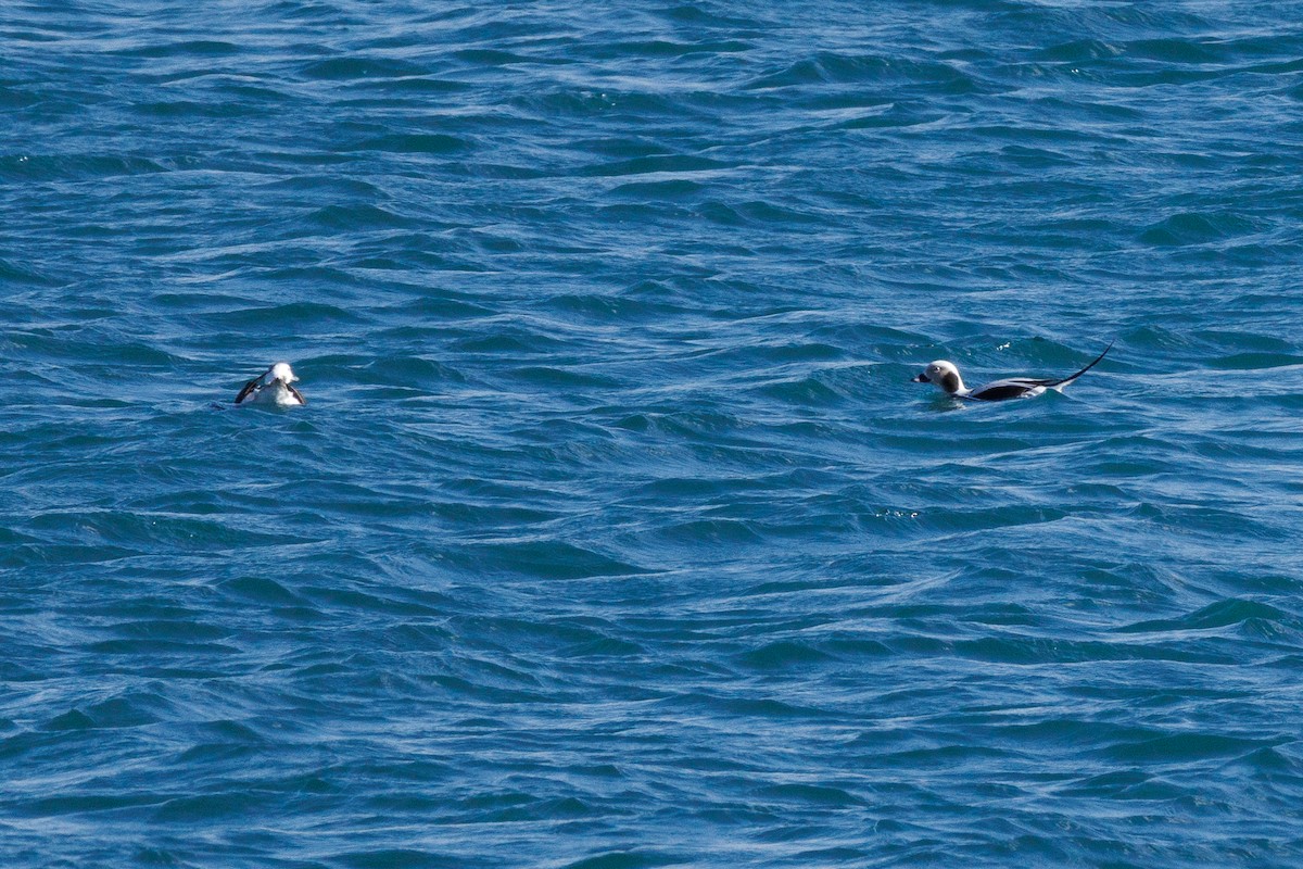 Long-tailed Duck - ML614971373