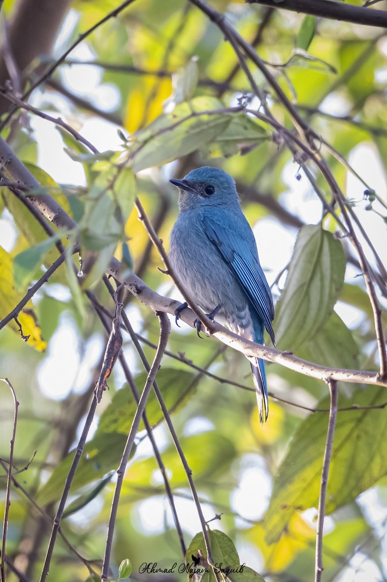 Verditer Flycatcher - ML614971441