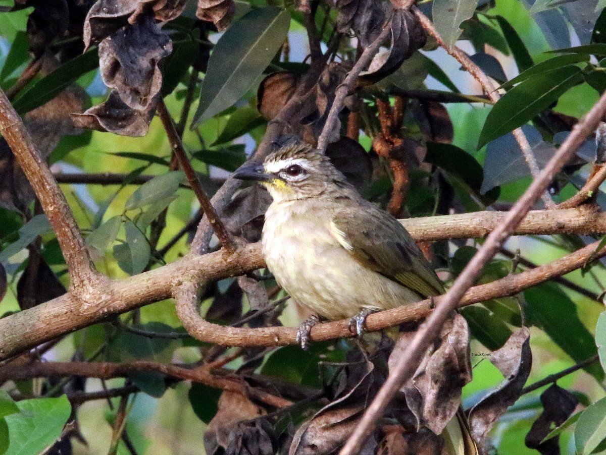 White-browed Bulbul - ML614971443