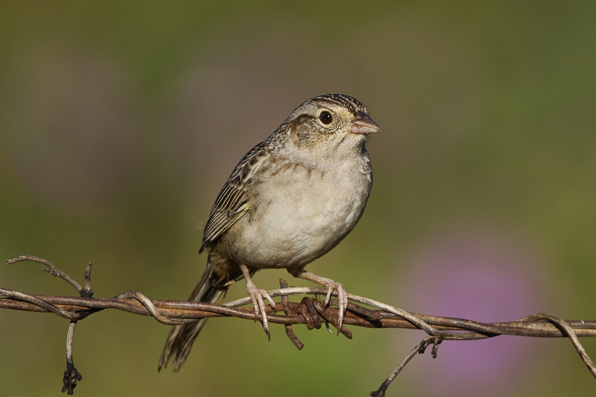 Cassin's Sparrow - ML614971452