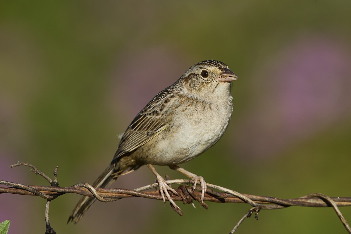 Cassin's Sparrow - ML614971453