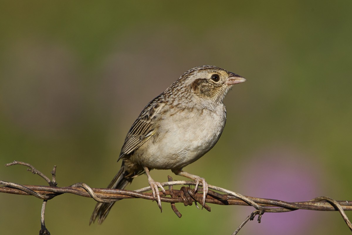 Cassin's Sparrow - ML614971455