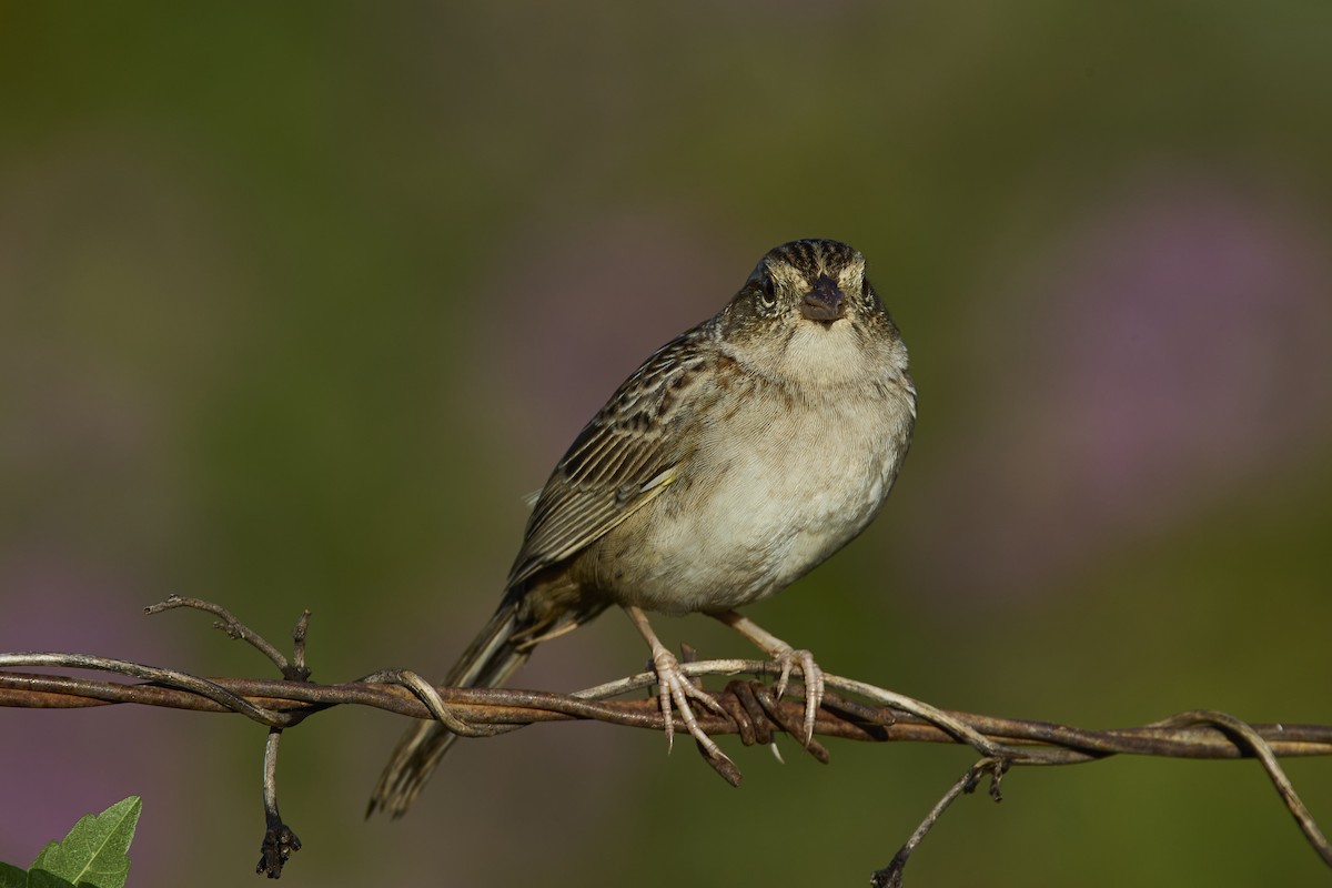 Cassin's Sparrow - ML614971456