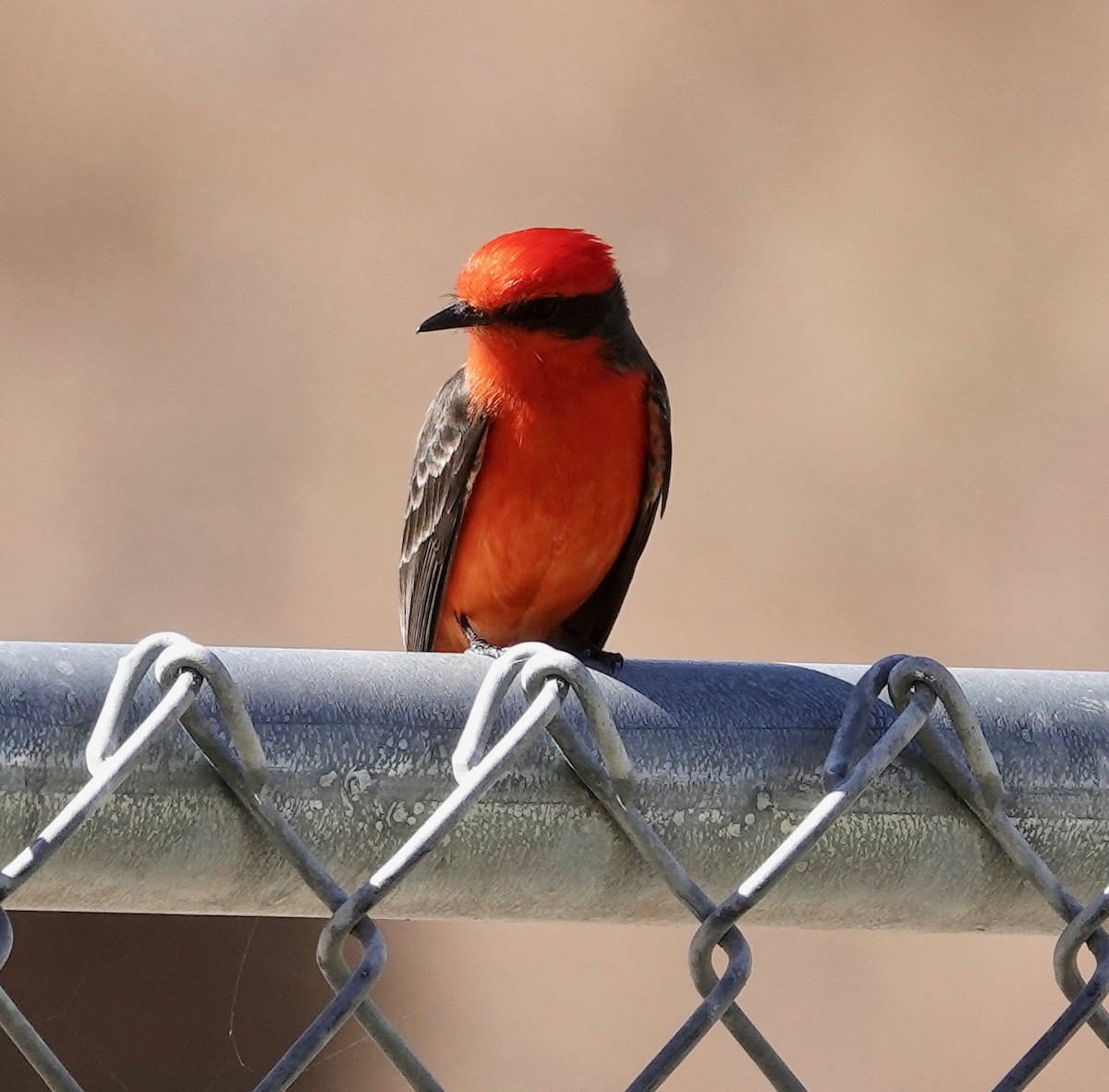 Vermilion Flycatcher - ML614971486