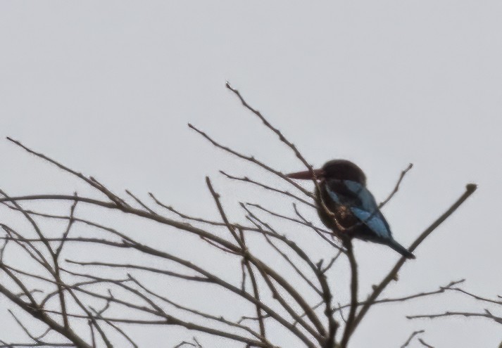 White-throated Kingfisher - Sourav Halder