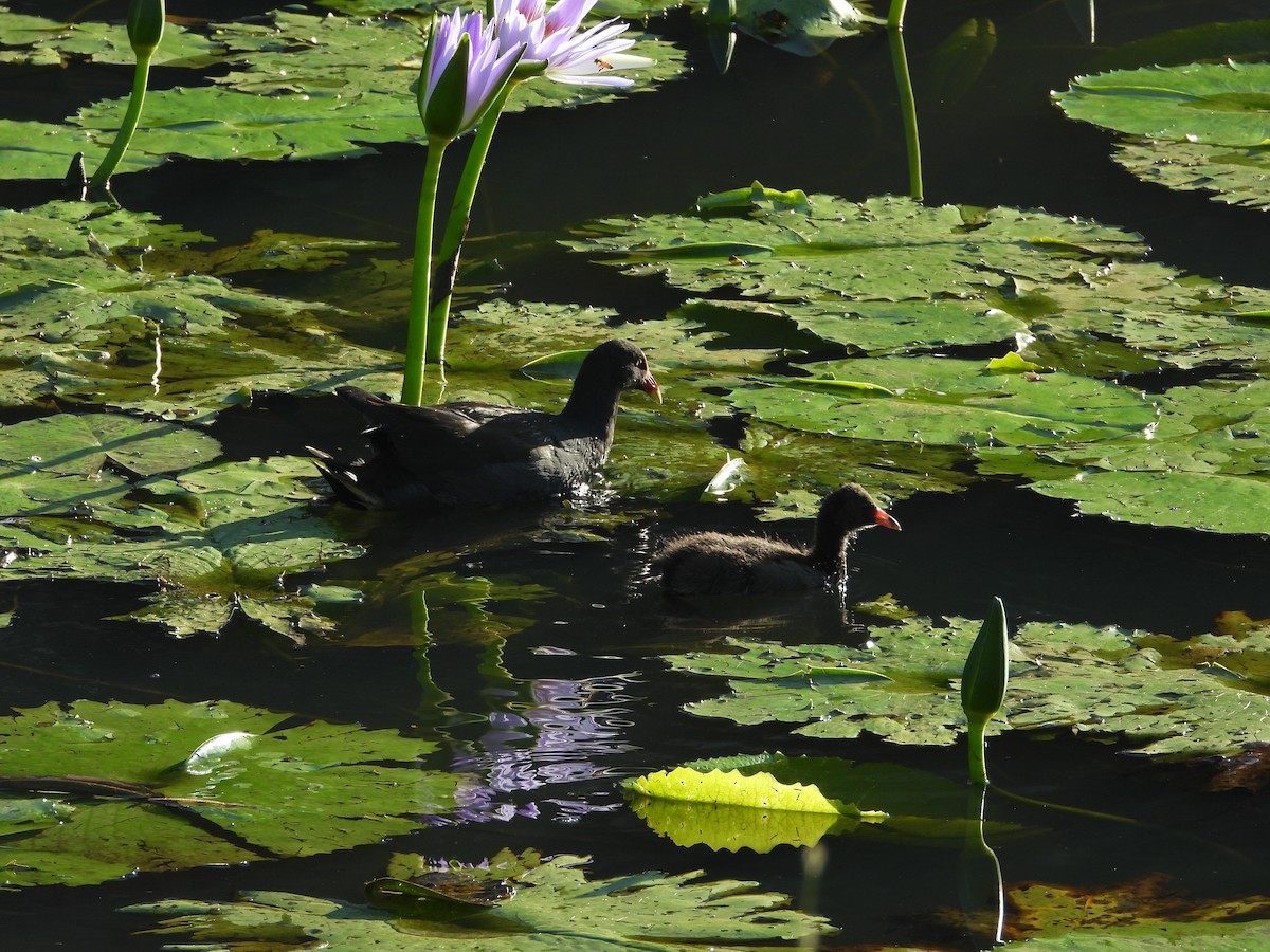 Gallinule sombre - ML614971621