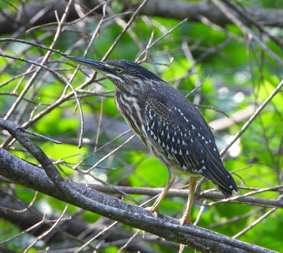 Striated Heron - ML614971642