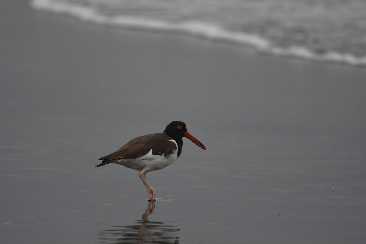 American Oystercatcher - ML614971644