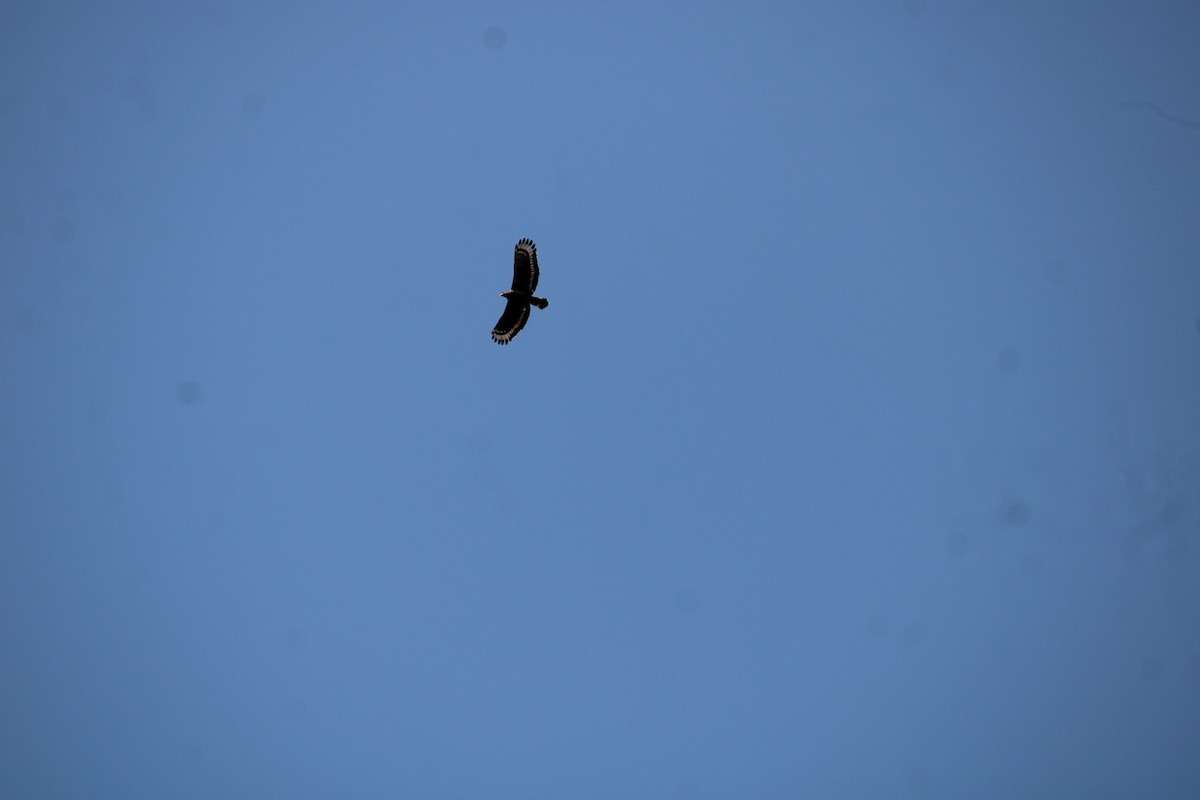 Crested Serpent-Eagle - sanjay pawar