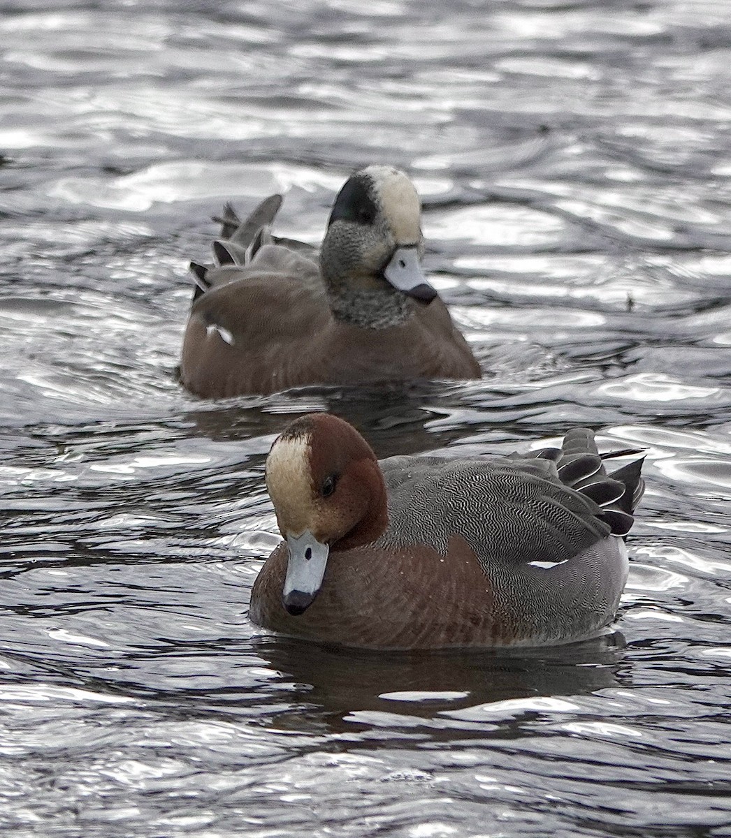 Eurasian Wigeon - ML614971711