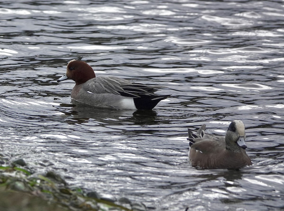 Canard siffleur - ML614971712