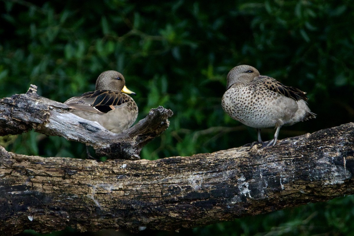 Yellow-billed Teal (flavirostris) - ML614971793