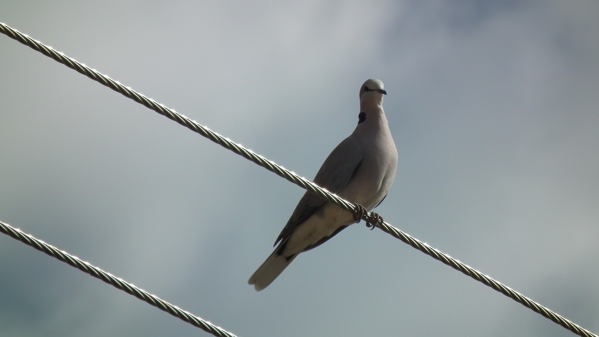 Ring-necked Dove - ML614971805