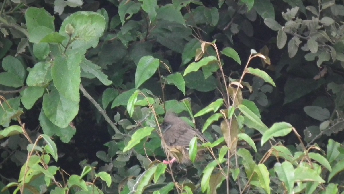 Speckled Mousebird - ML614971827