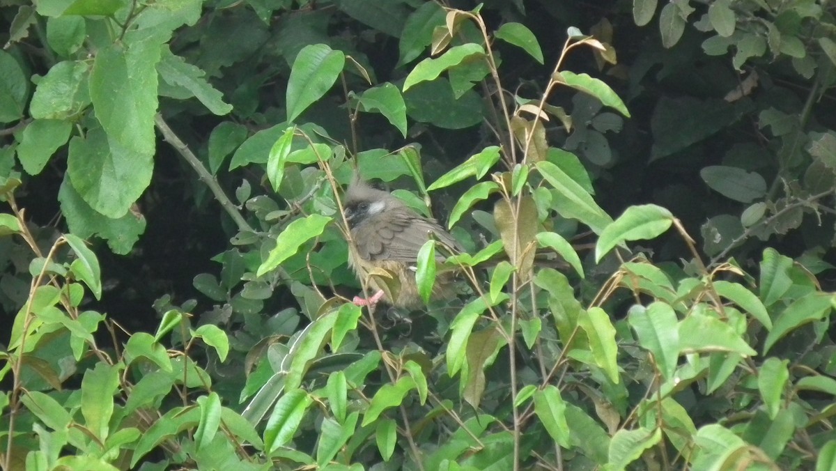 Speckled Mousebird - ML614971830