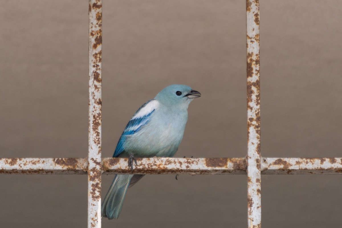 Blue-gray Tanager - ML614971832