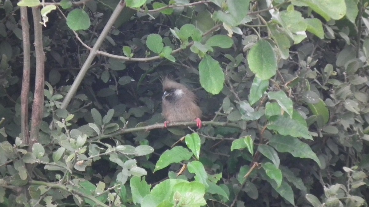 Speckled Mousebird - ML614971847