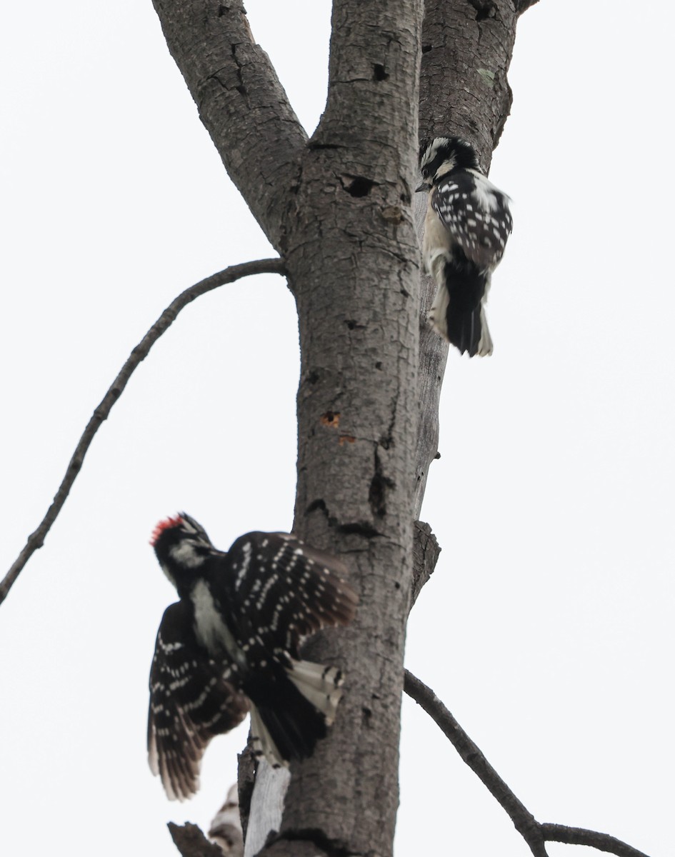 Downy Woodpecker - Tracy Drake