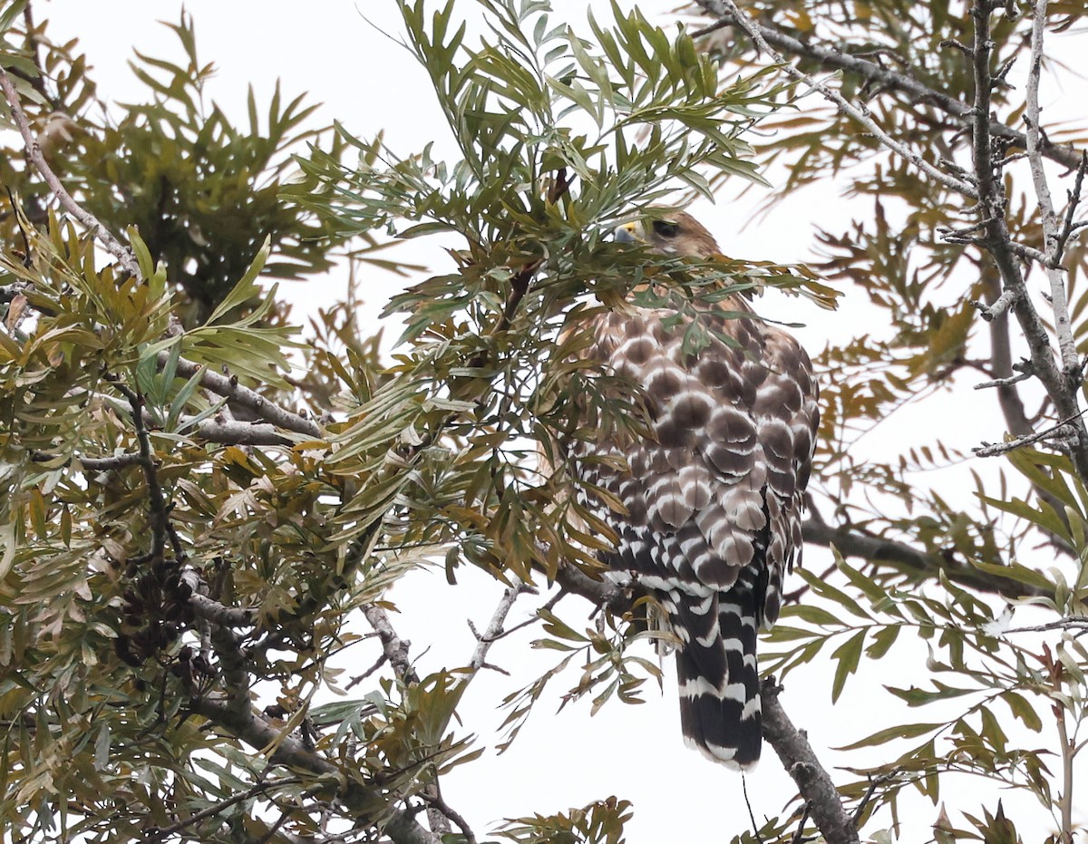 Red-shouldered Hawk - Tracy Drake