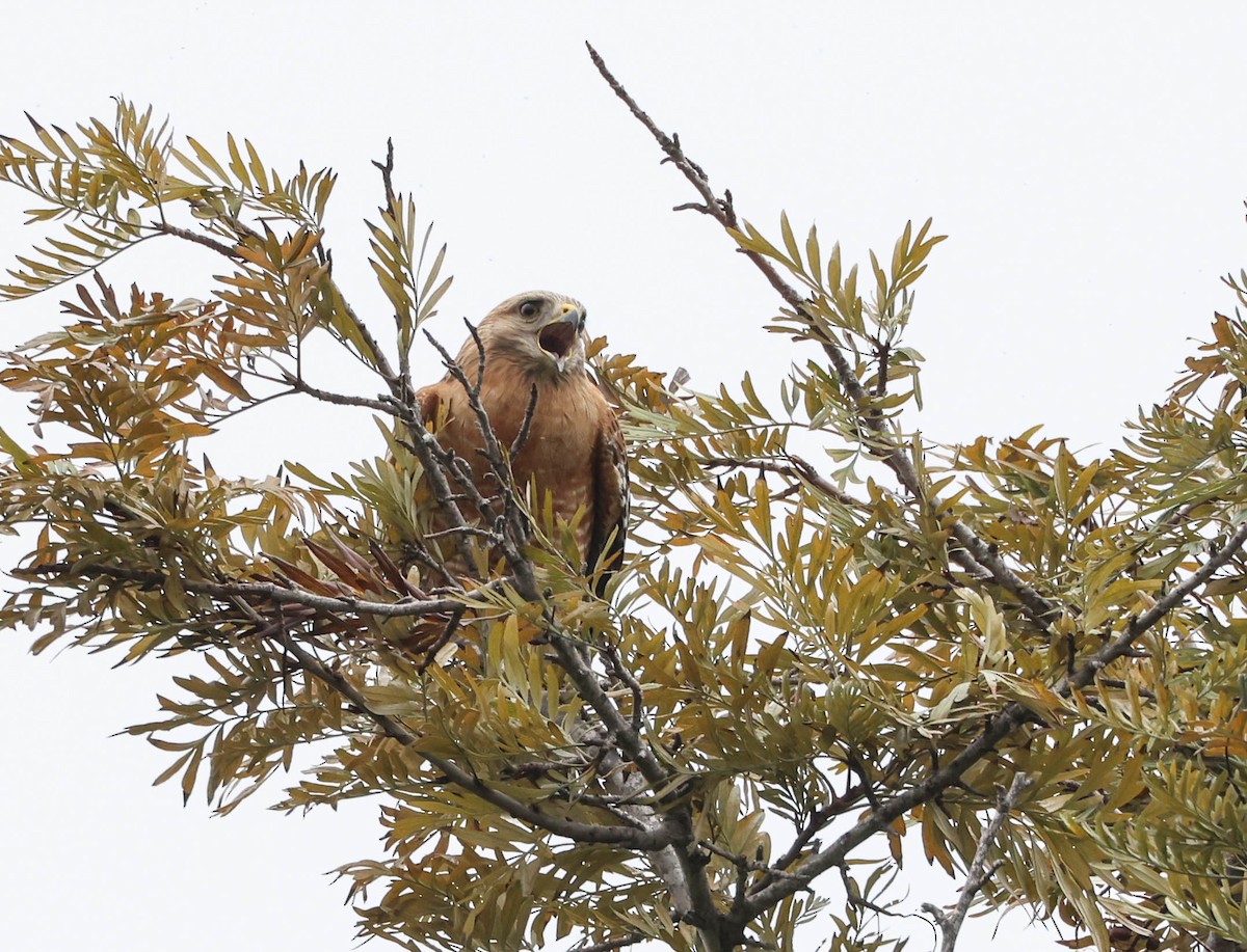 Red-shouldered Hawk - Tracy Drake