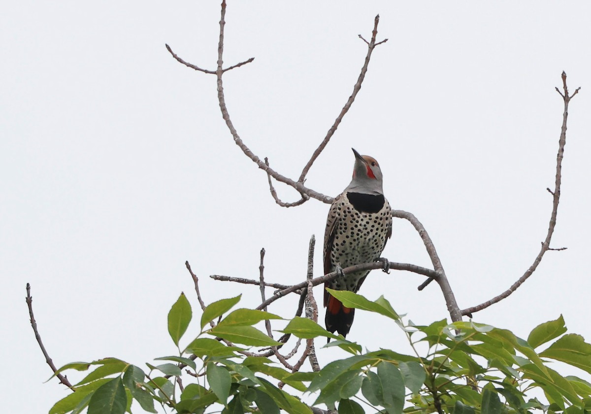 Northern Flicker (Red-shafted) - Tracy Drake