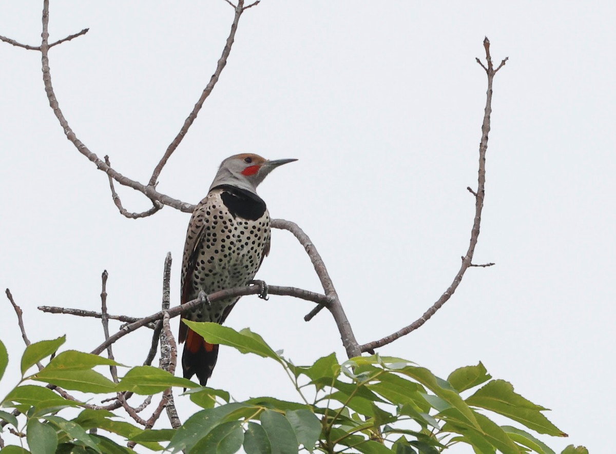 Northern Flicker (Red-shafted) - Tracy Drake