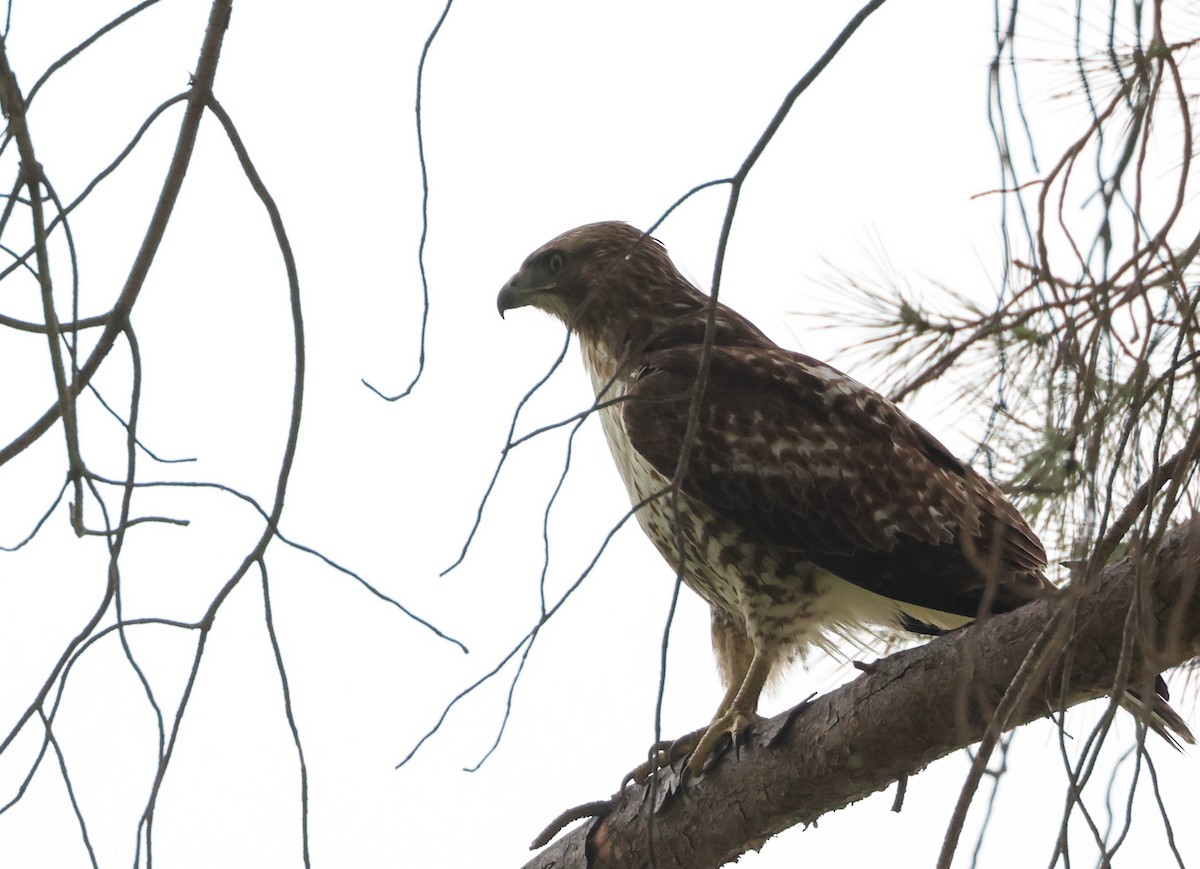 Rotschwanzbussard - ML614971923