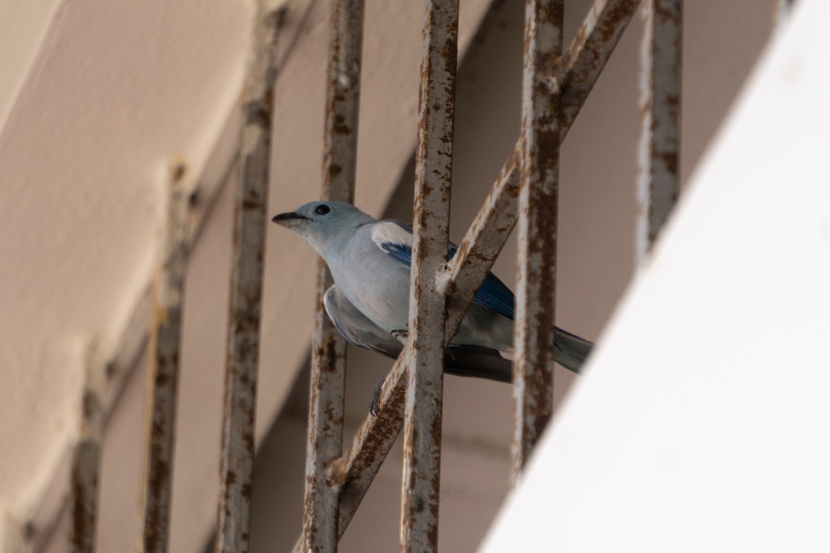 Blue-gray Tanager - ML614971928