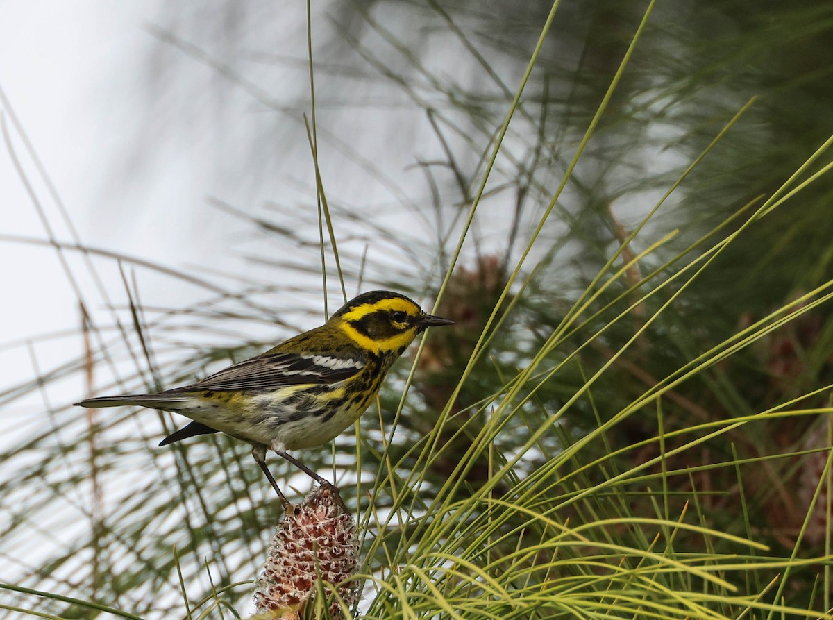 Townsend's Warbler - Tracy Drake