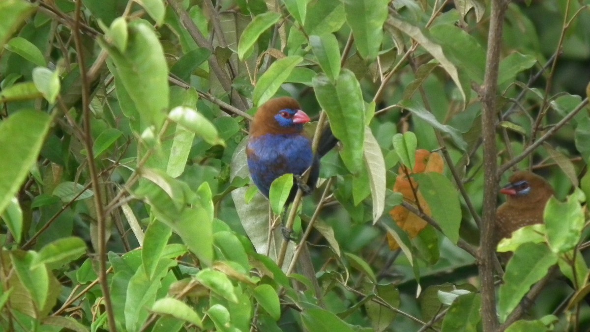 Cordonbleu violacé - ML614971932