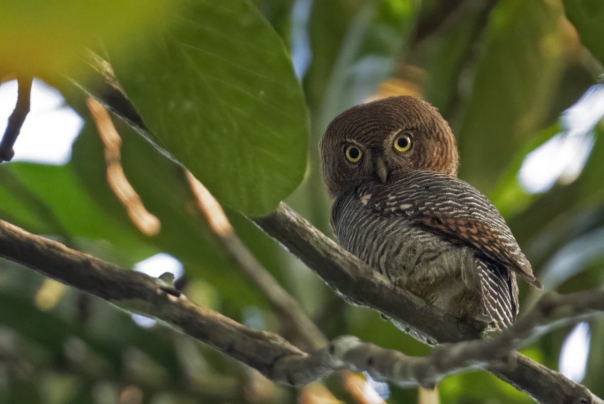 Jungle Owlet - Sourav Halder