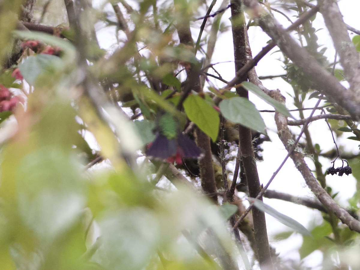 kolibřík dřišťálový (ssp. smaragdinicollis) - ML614972054