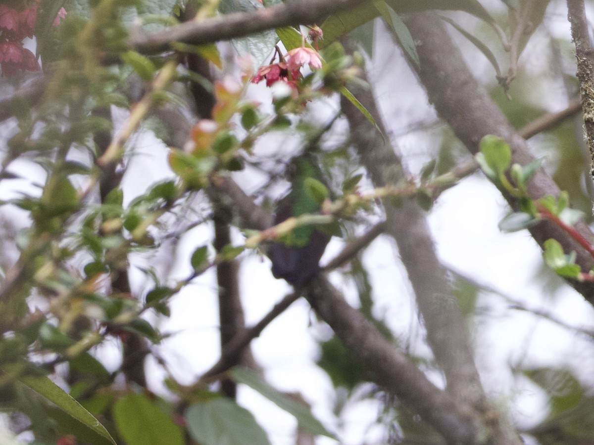 kolibřík dřišťálový (ssp. smaragdinicollis) - ML614972055