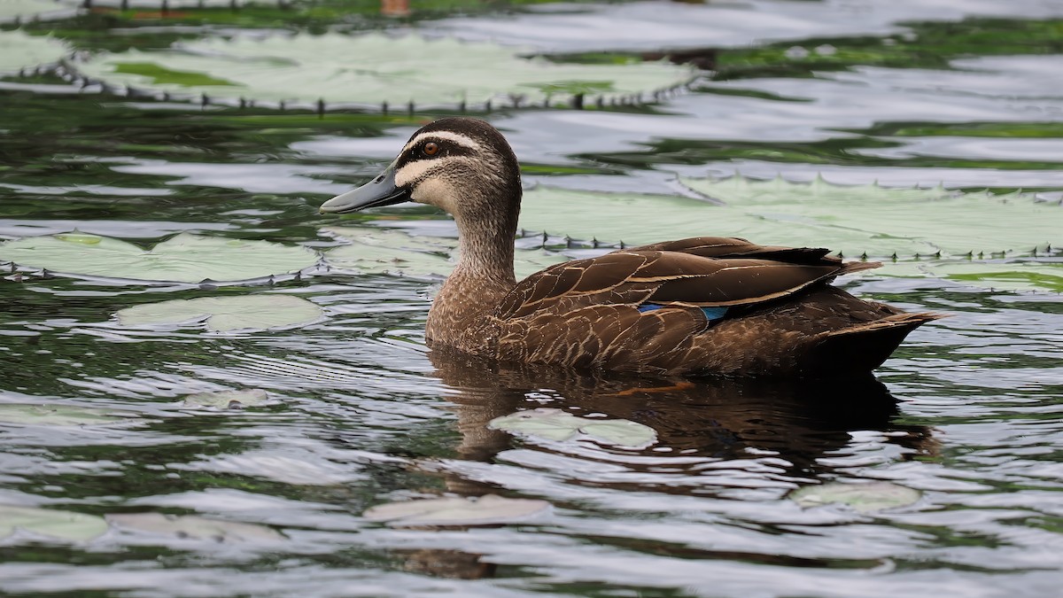 Pacific Black Duck - ML614972089