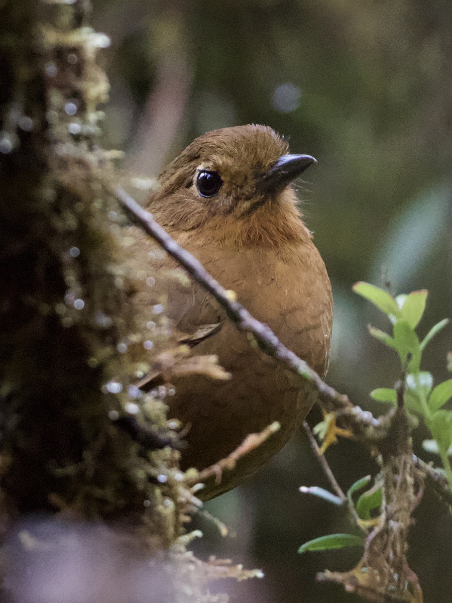 Chachapoyas Antpitta - ML614972121