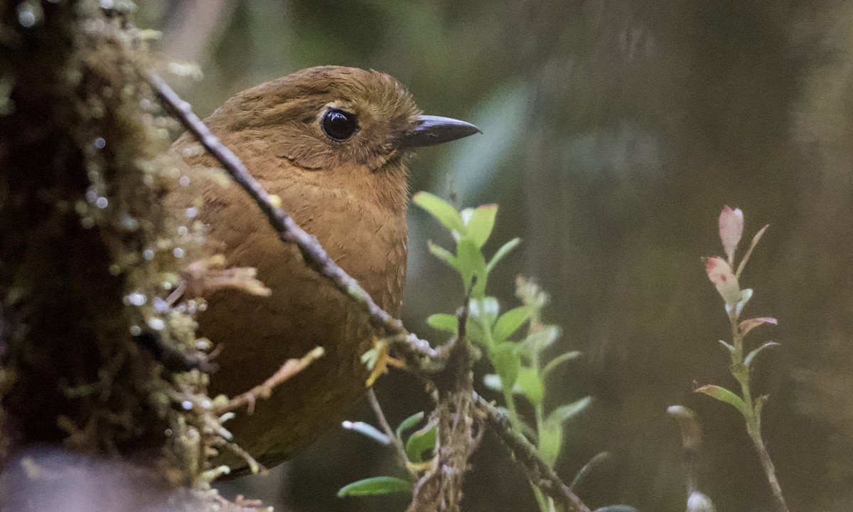 Chachapoyas Antpitta - ML614972122