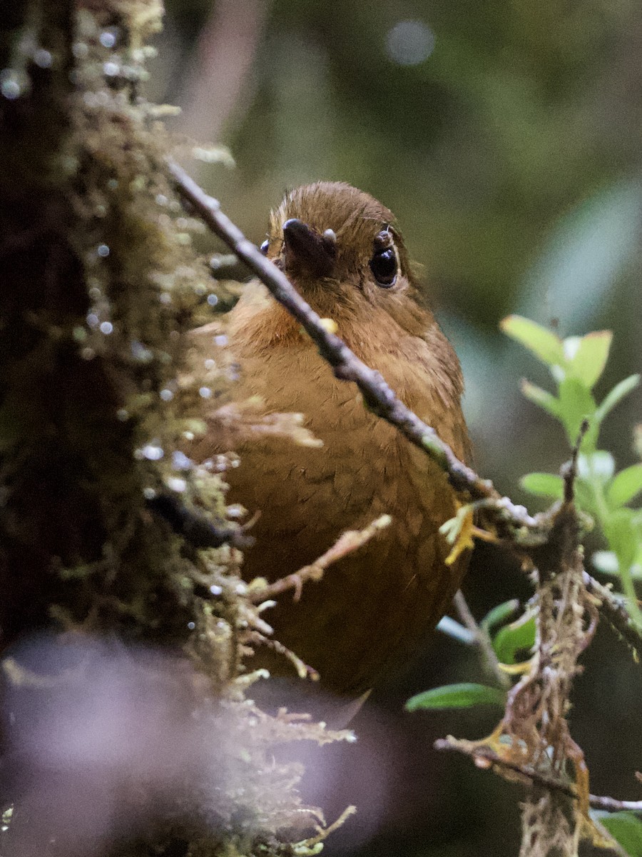 Chachapoyas Antpitta - ML614972123