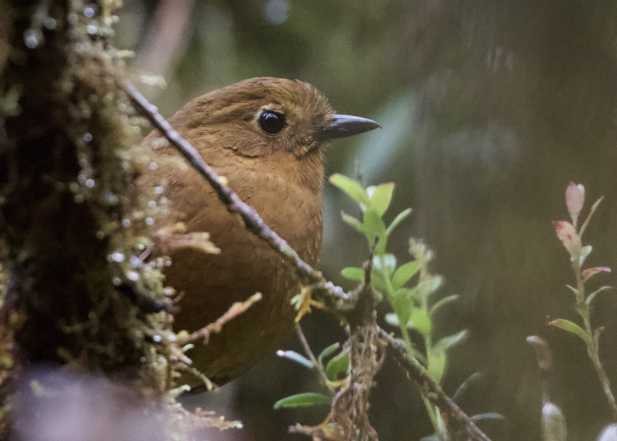 Chachapoyas Antpitta - ML614972124