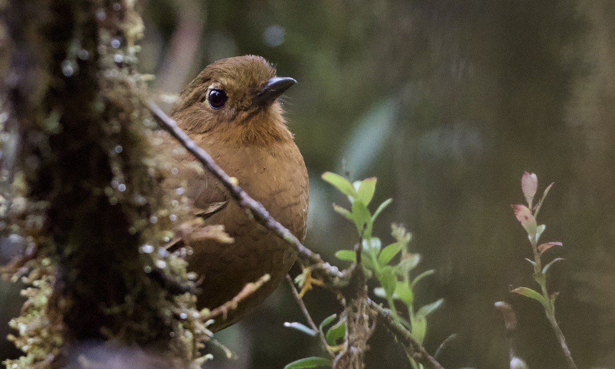 Chachapoyas Antpitta - ML614972125