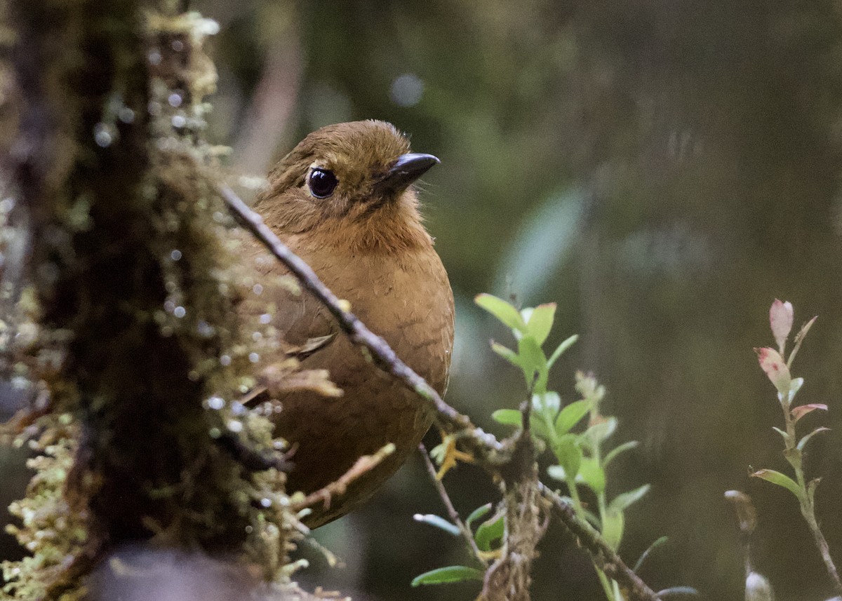 Chachapoyas Antpitta - ML614972126