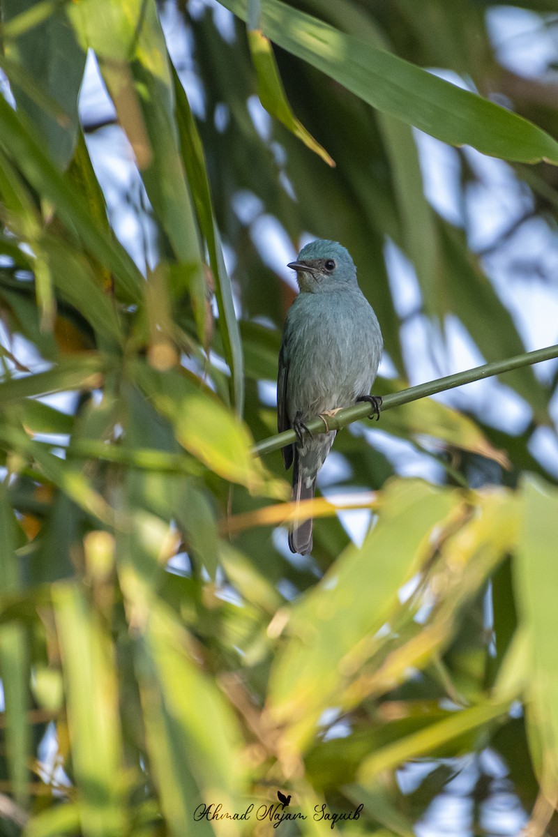 Verditer Flycatcher - ML614972161