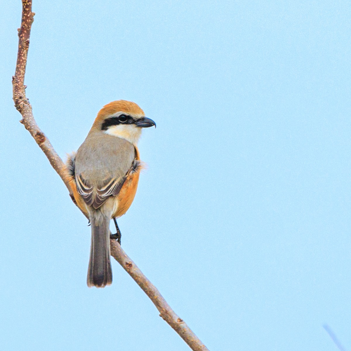 Bull-headed Shrike - ML614972170